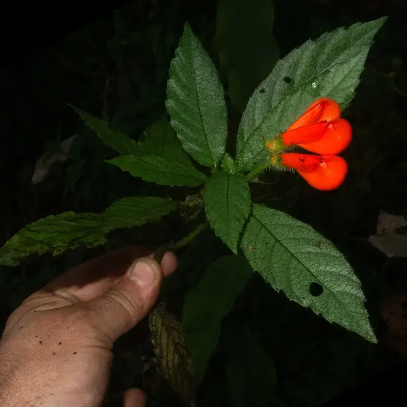 G. Extinctus — 9